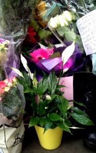 Peace lily in memory of Lee Rigy from LBFN